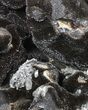 Bargain, Septarian Dragon Egg Geode - Sparkly Black Crystals #81350-1